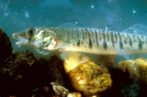 Conasauga Logperch .